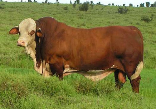 Huge Cow